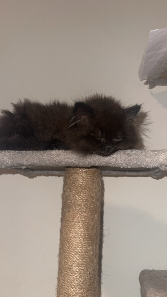cat - 3
