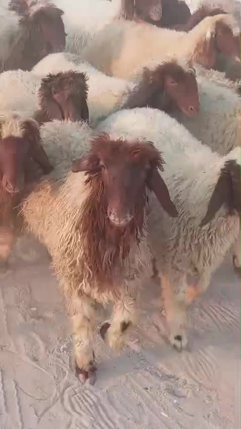 للبيع رخال سوري - 1