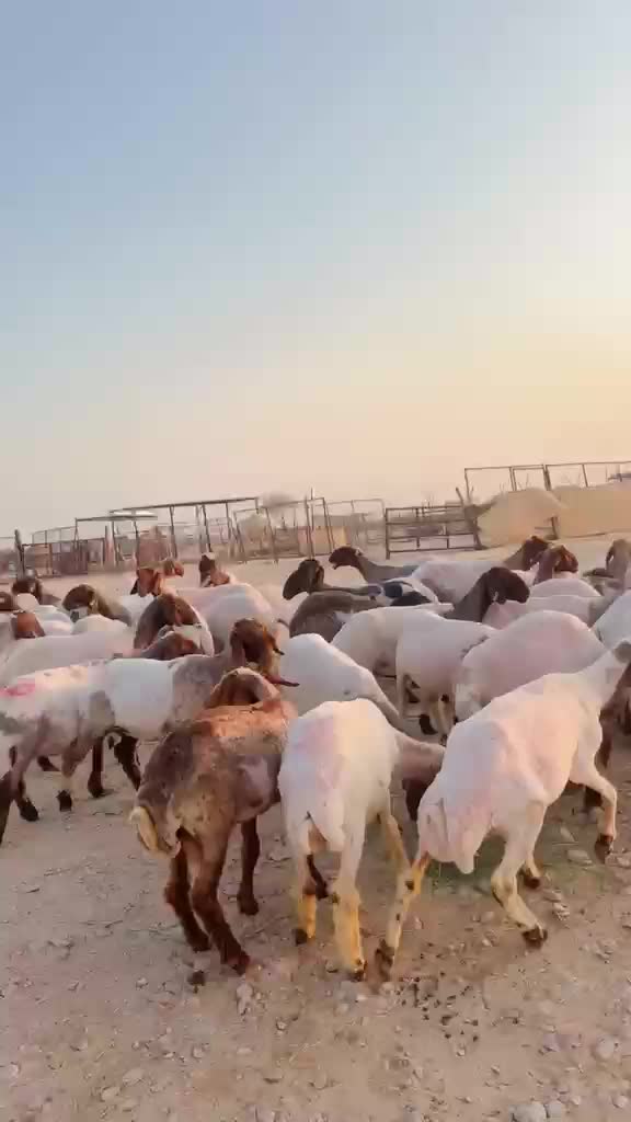 غنم سوريات دفيع  - 1