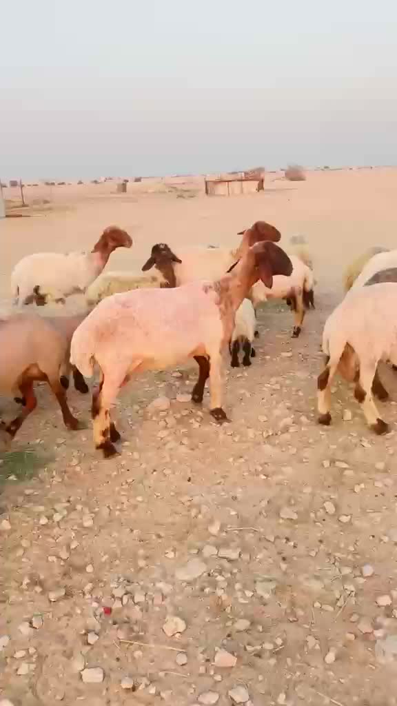 رغايث سوريات مراح  - 1
