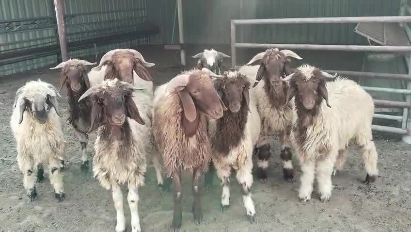 خرفان سوريه محلي سمينه - 1