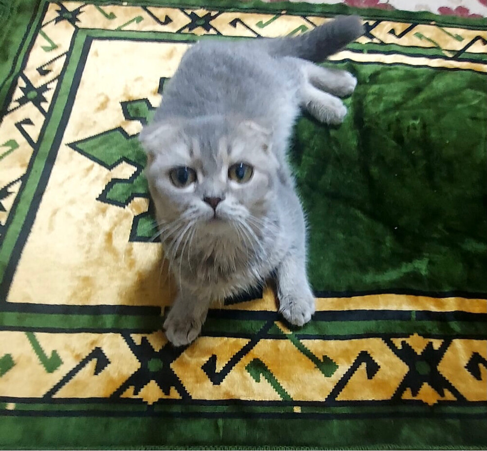 Scottish fold  - 3