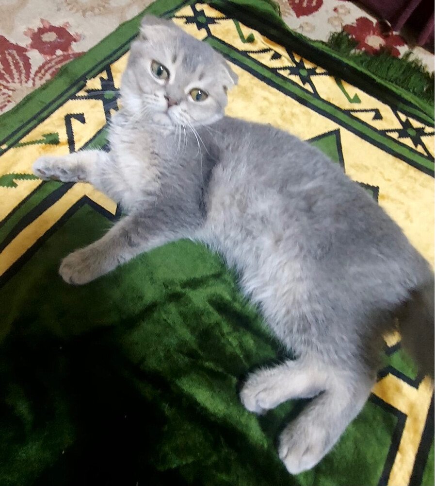 Scottish fold  - 2