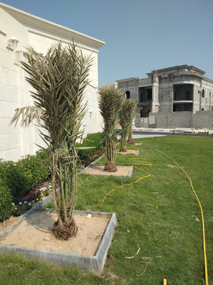 زراعه نخيل - 1