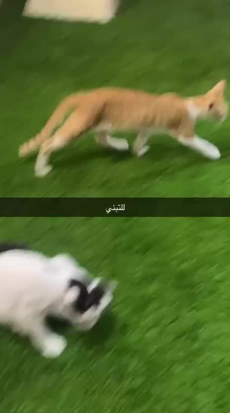 قطط تبني - 1