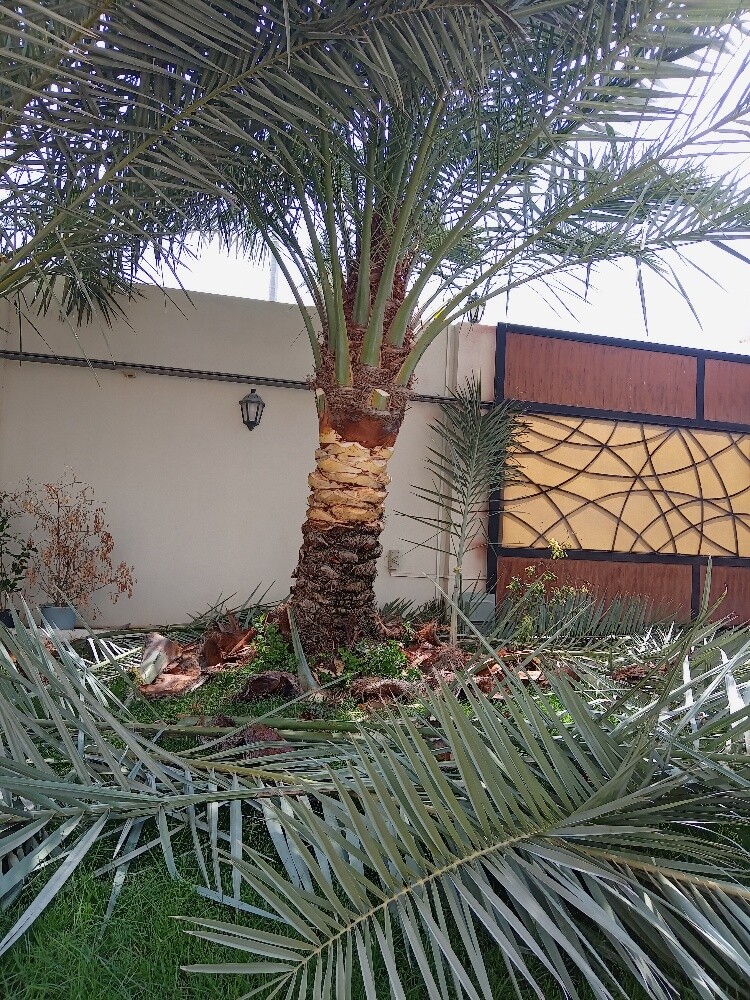العنايه بالنخيل - 1