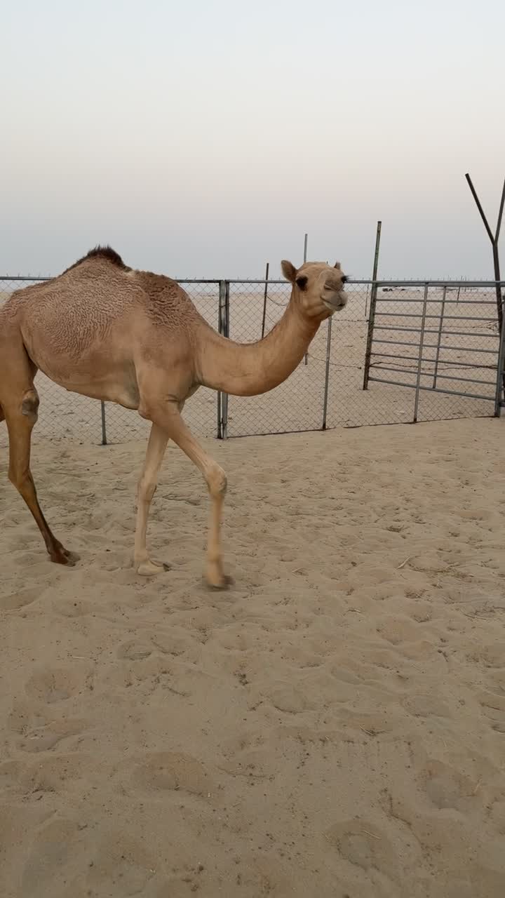 بنت ناصي المختبر حقه - 2