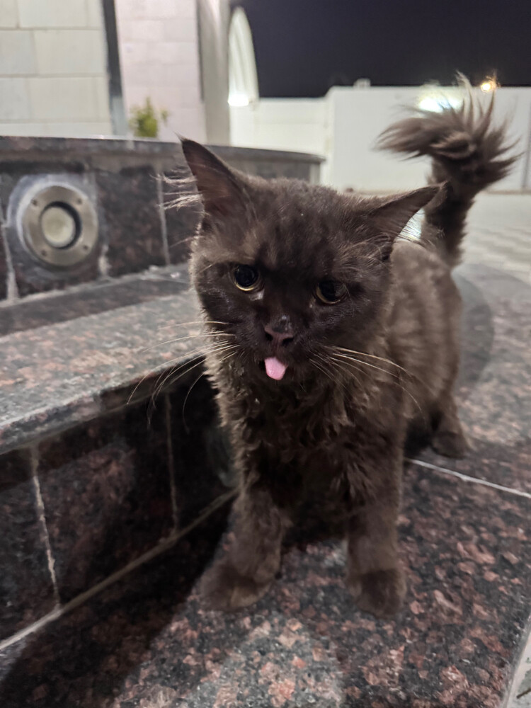 male for adoption  - 2