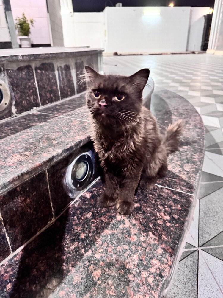 male for adoption  - 5