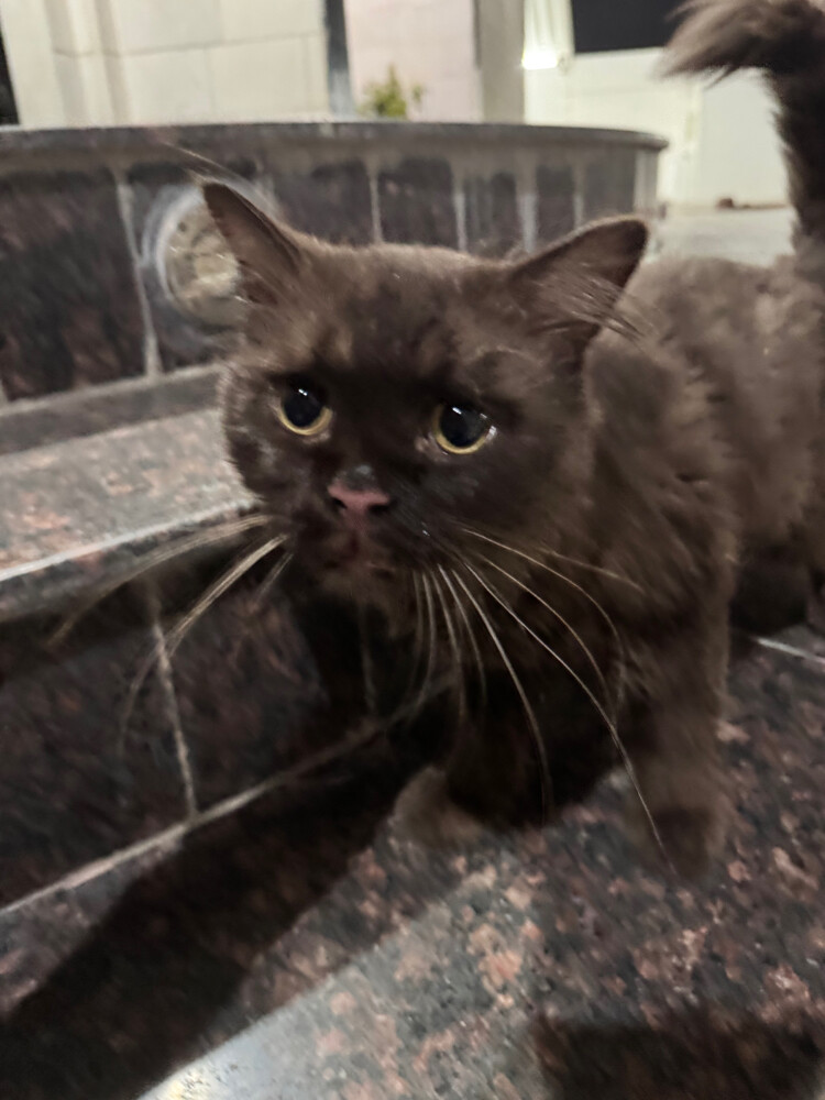 male for adoption  - 3
