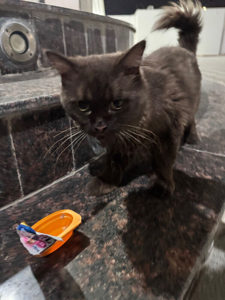 male for adoption  - 4