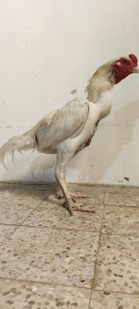 للبيع - 1
