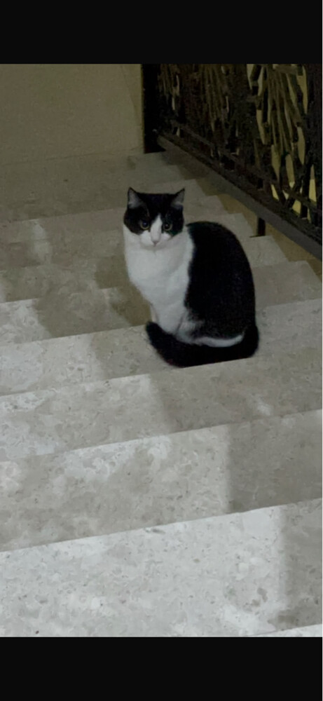 catd for adoption - 1
