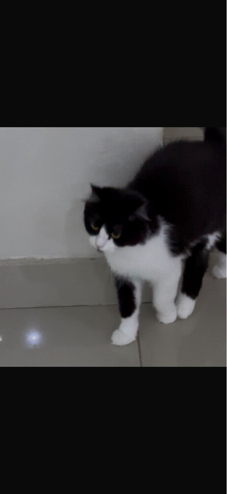 catd for adoption - 2
