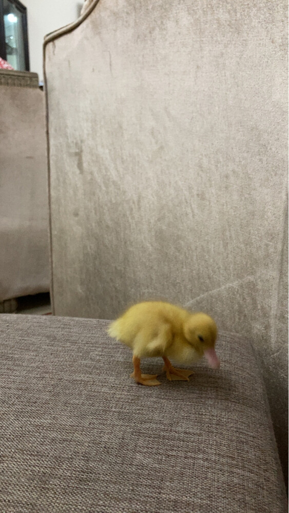 duck sale - 2