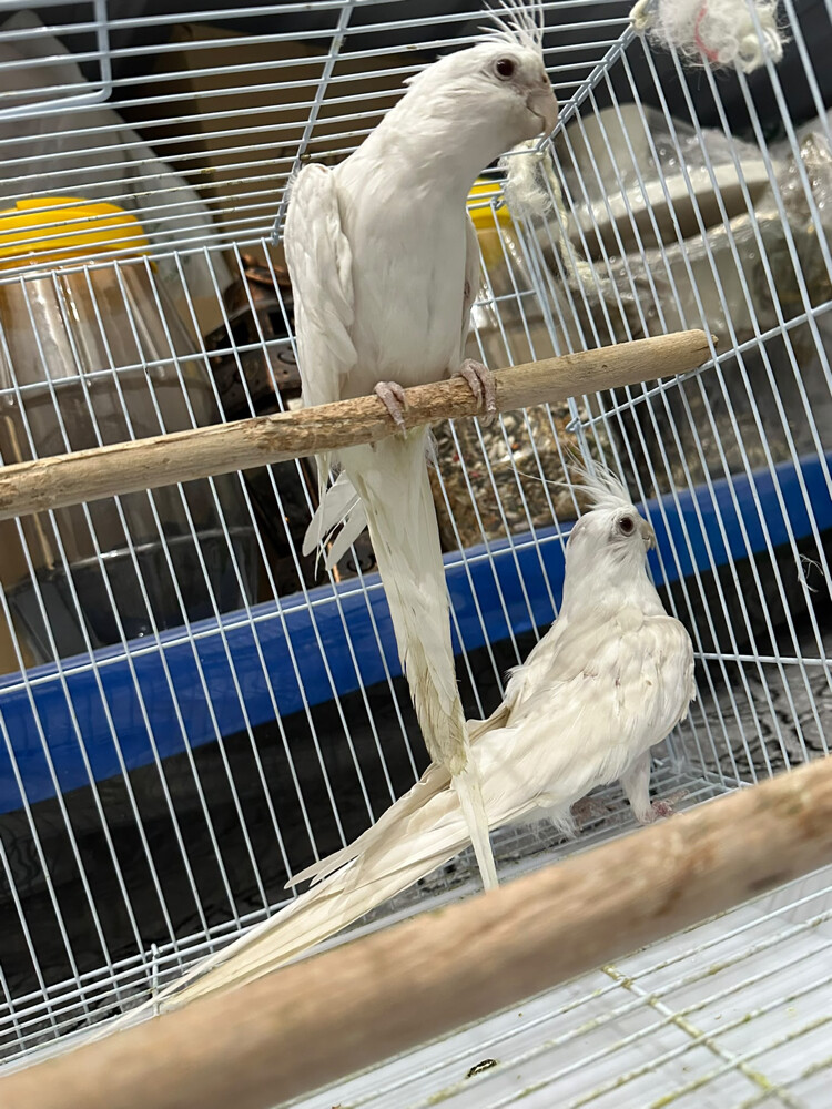 cockatiel white bird  - 1