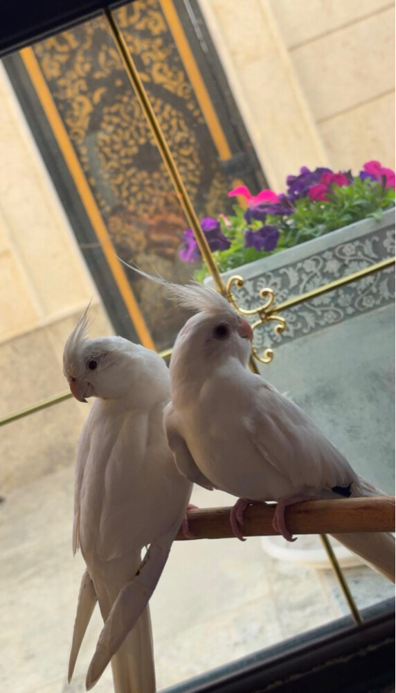 cockatiel white bird  - 2