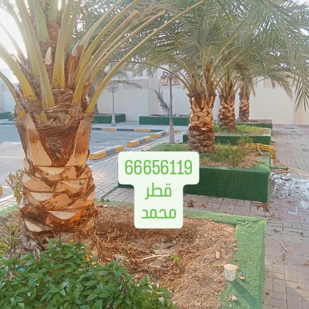 للنخيل والزراعه - 26