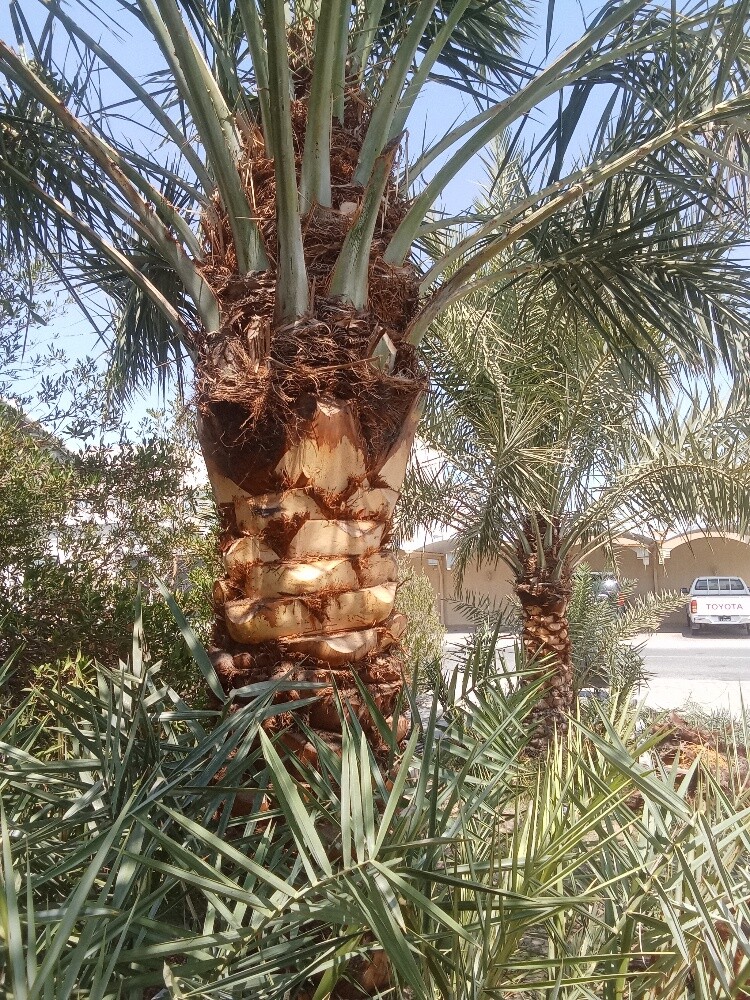 للنخيل والزراعه - 27