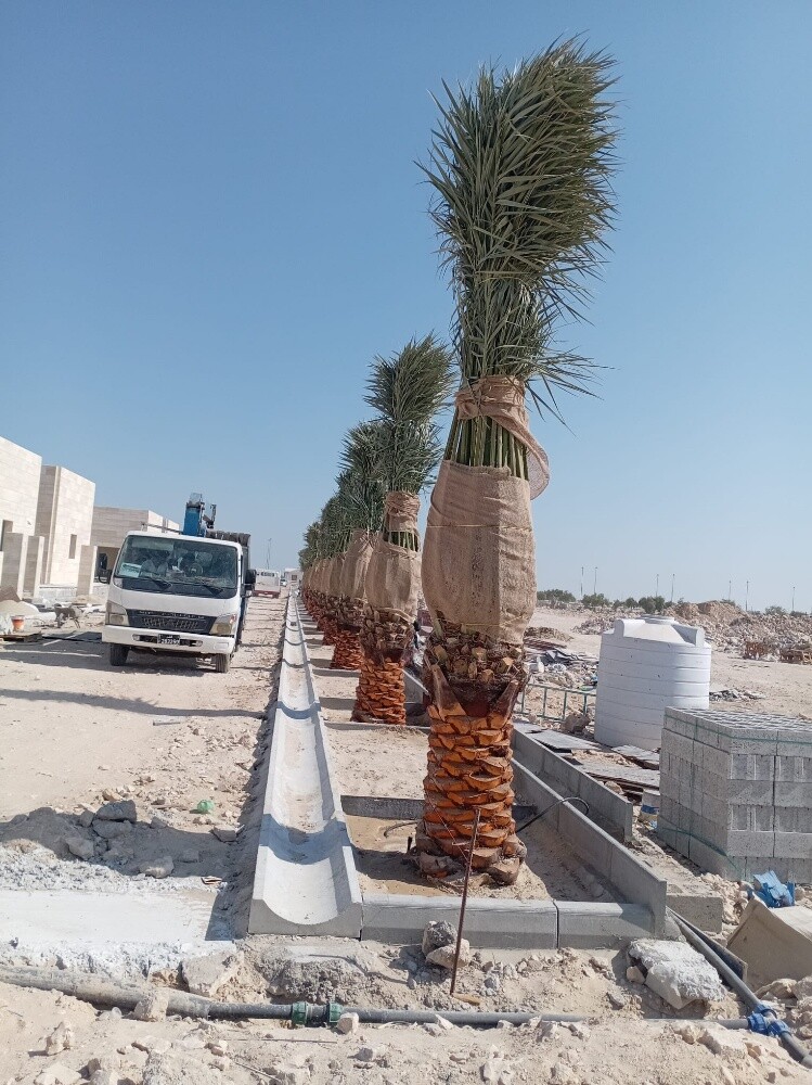 للنخيل والزراعه - 29