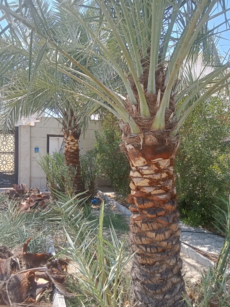 للنخيل والزراعه - 28