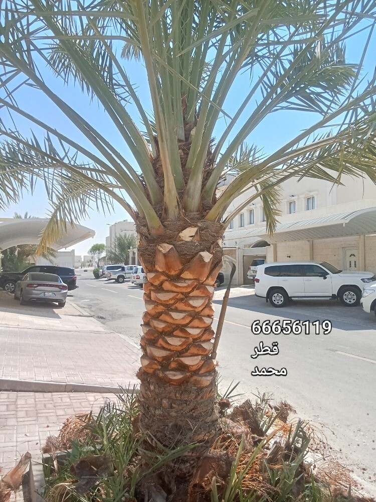 للنخيل والزراعه - 1
