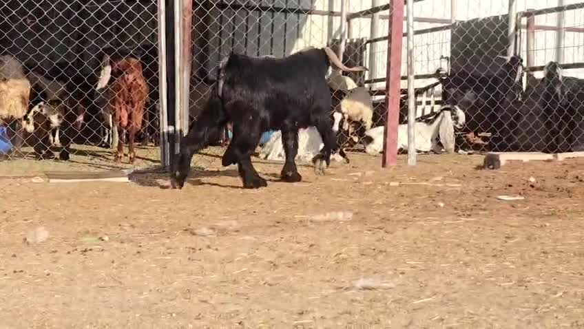 للبيع فحل عارضي طيب - 5