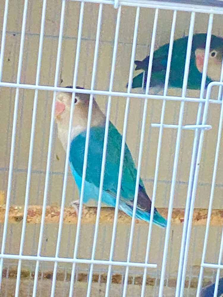 African love birds  = Qr200 - 1