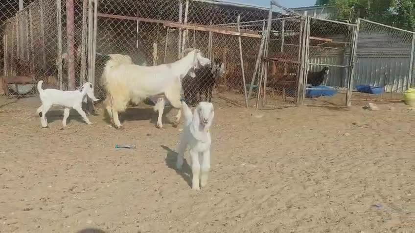 للبيع عنز عاااااااارضيه طيبه وليد - 5