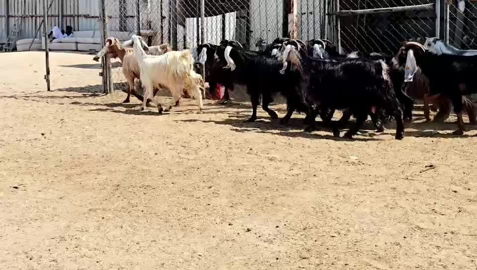 للبيع معزه عوراض طيبه - 1