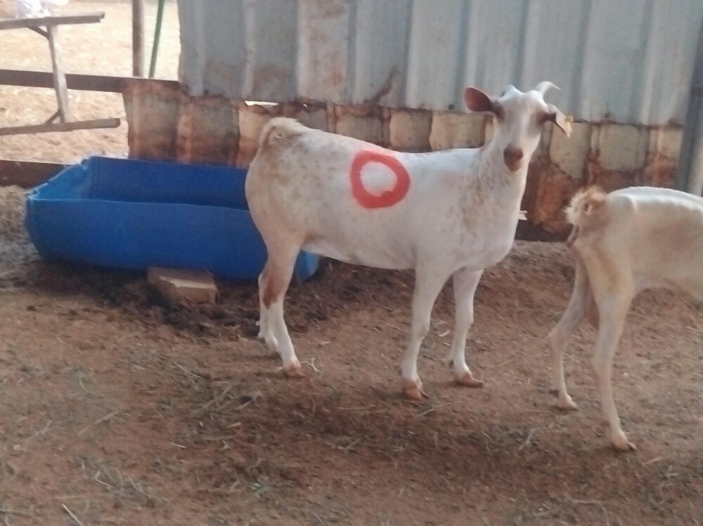 عنز عمانيه متيله فاخره دفيع شرط - 1