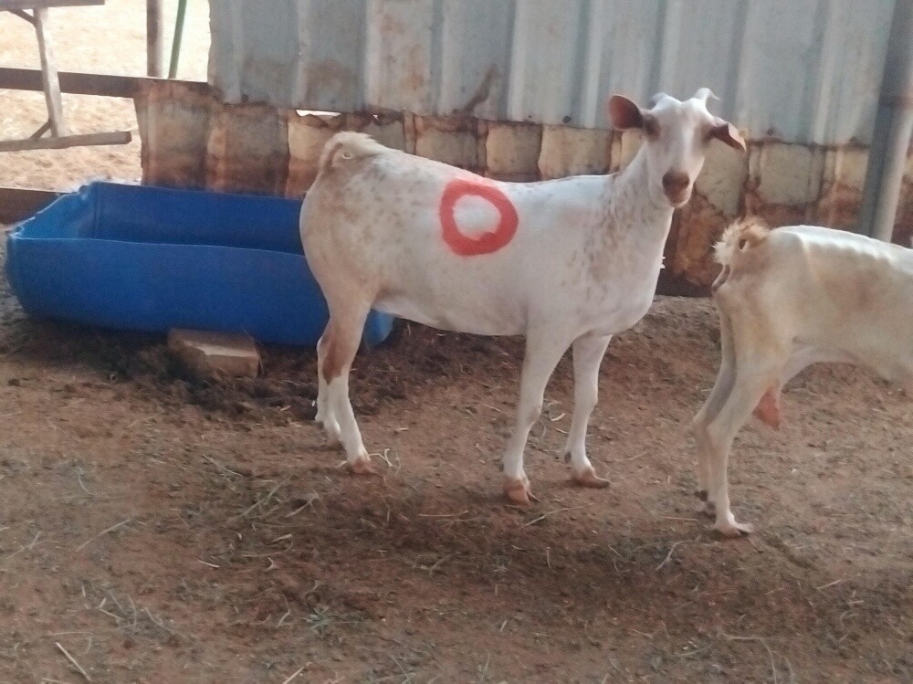 عنز عمانيه متيله فاخره دفيع شرط - 2