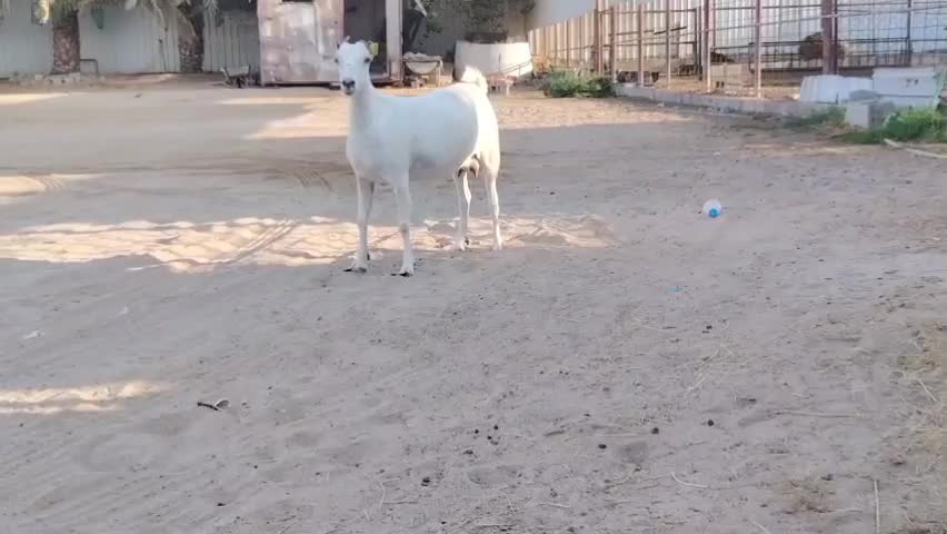 للبيع عنز عمانيه طيبه - 3