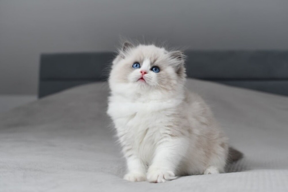 Purebreed Ragdoll Kitten - 3