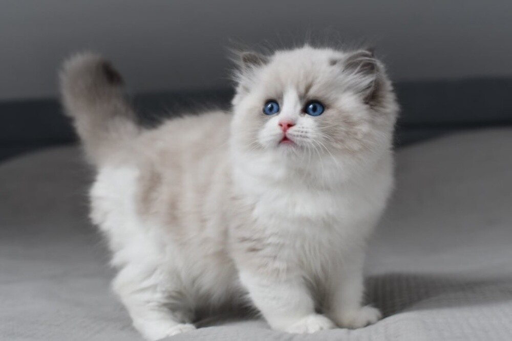 Purebreed Ragdoll Kitten - 1