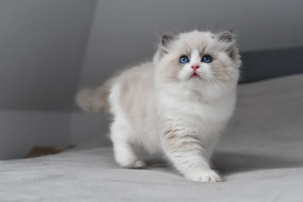 Purebreed Ragdoll Kitten - 2
