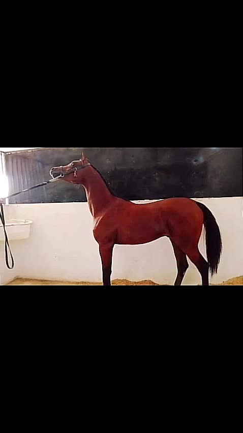 عمر محمد - 5
