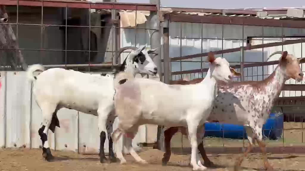 للبيع معزه عمانيات طيبه - 1