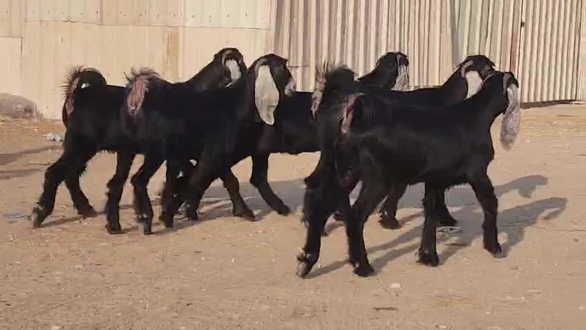 للبيع جمد - 1