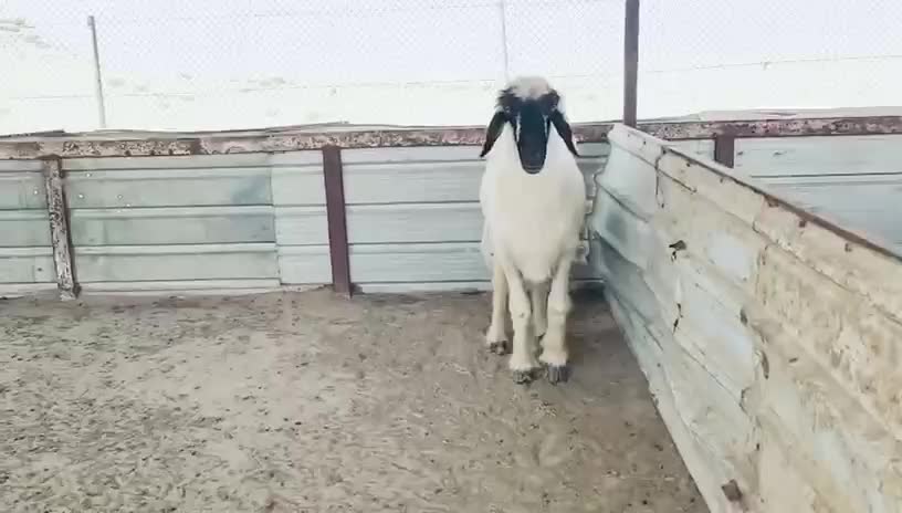 للبيع فحل عربي صنف مشروط - 5