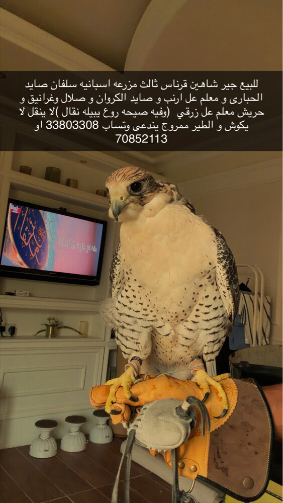falcon  - 1