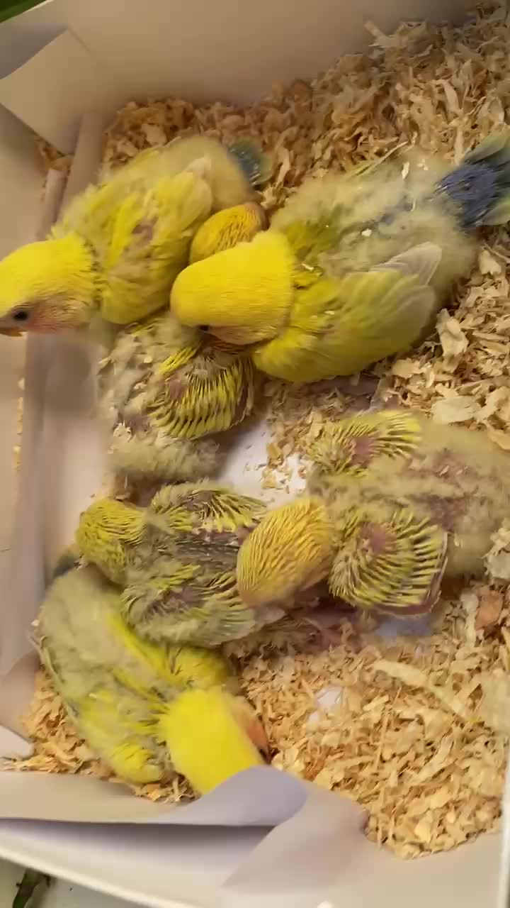 love bird chicks - 1