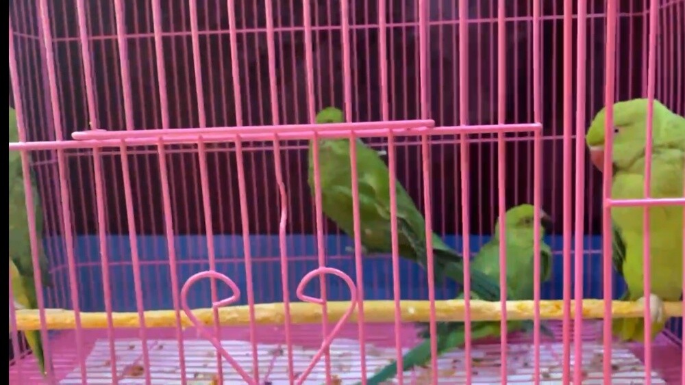 indian Ringneck - 3