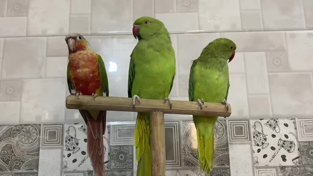 indian Ringneck - 4