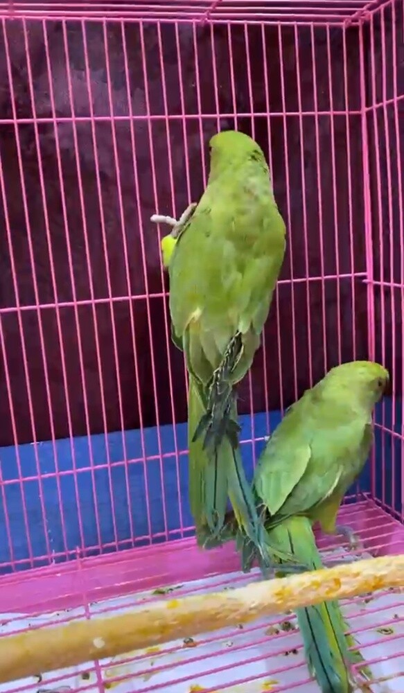 indian Ringneck - 2