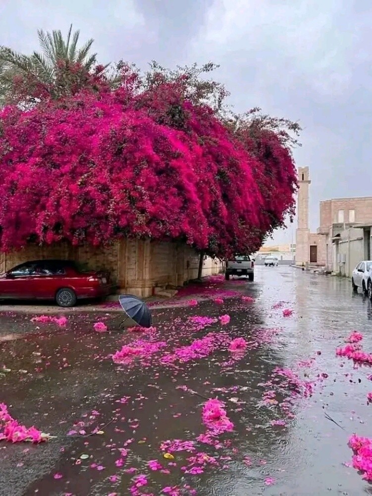 معلمة - 1
