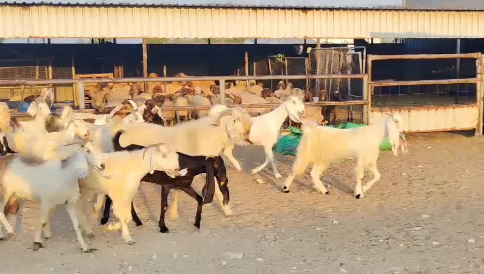 للبيع معزه مشاريك - 1