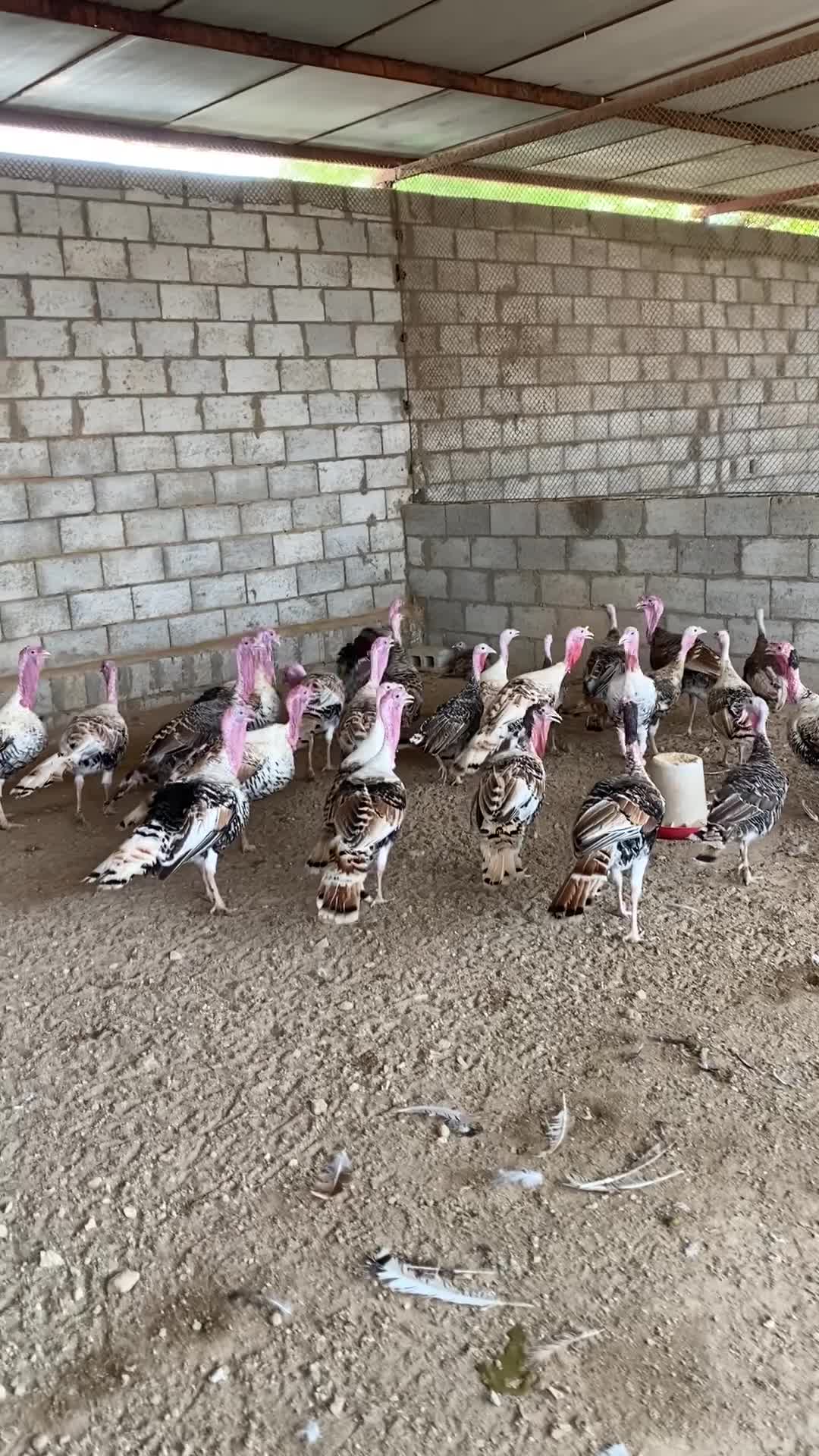Turkey - 1