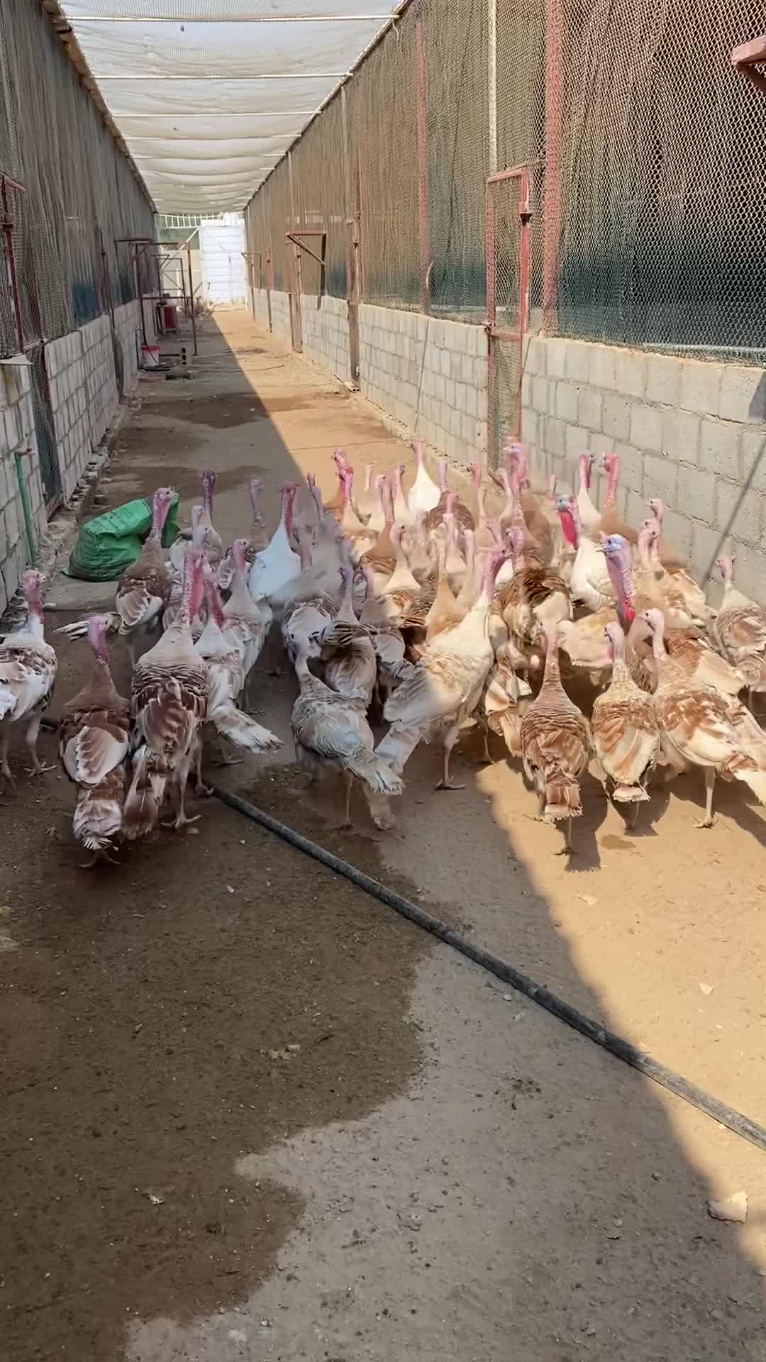 Turkey - 1