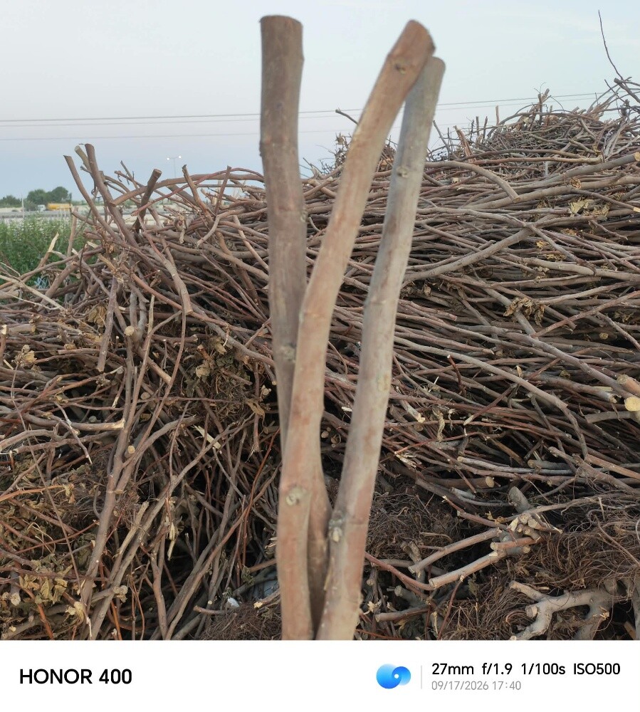 wooods - 1